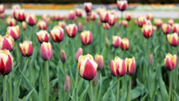 Florecen tulipanes de una variedad especial, vinculada con nuestra tierra