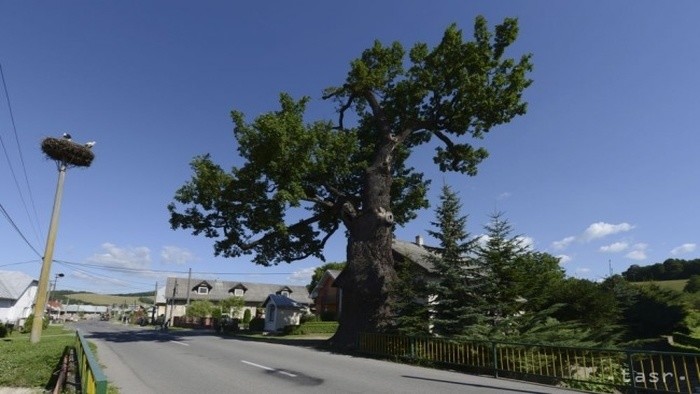 Дуб из региона Лозорно стал Деревом года в Словакии