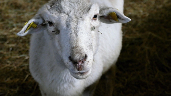 En Eslovaquia los corderos eran símbolos de comercio agrario primaveral