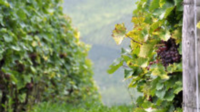 Bodocké vinohrady pri Nitre 