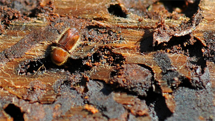 State of emergency due to bark beetles extended