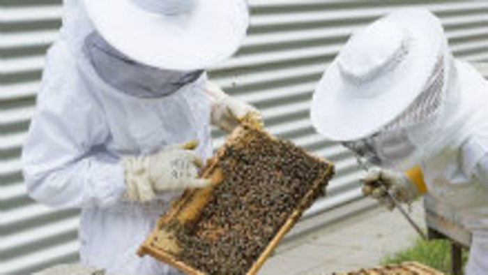 Včelári majú najviac práce v zime
