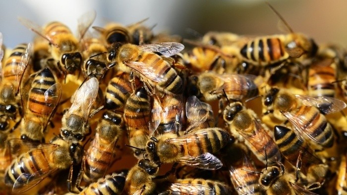 Kontrola včelstiev