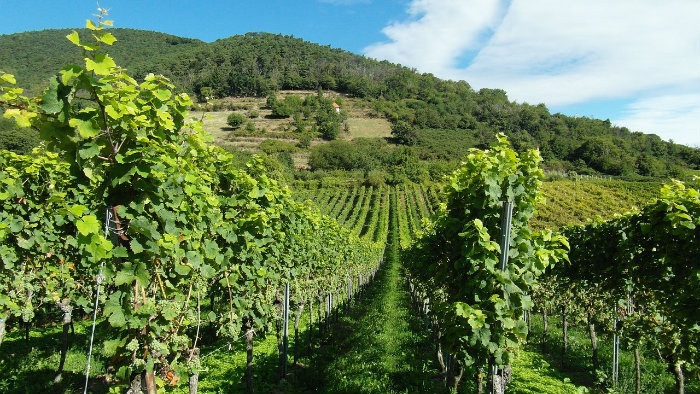 Aká je budúcnosť bratislavských vinohradov?