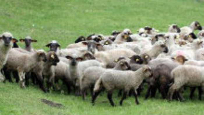 Aký bol končiaci sa ovčiarsky rok?