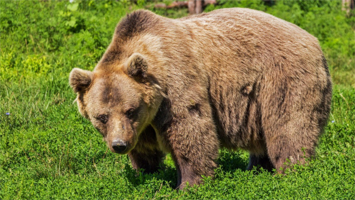 Los osos pardos se acercan a las poblaciones