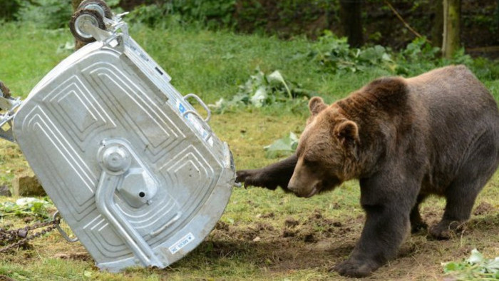 medved so smetiakom.jpg