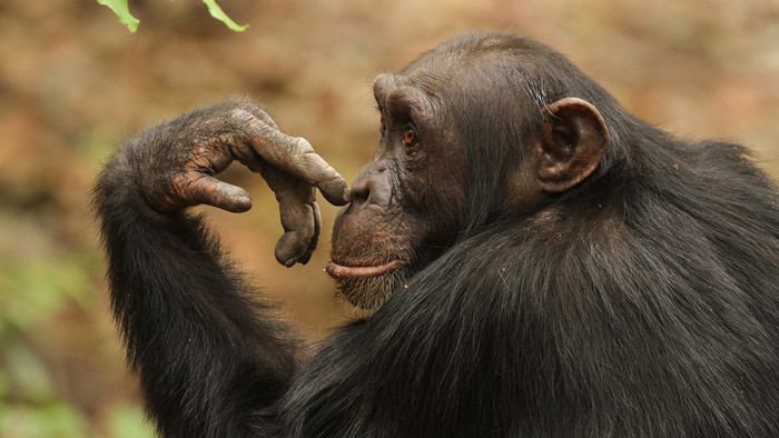 Dynastie šimpanz
