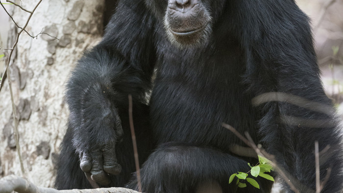 Dynastie šimpanz