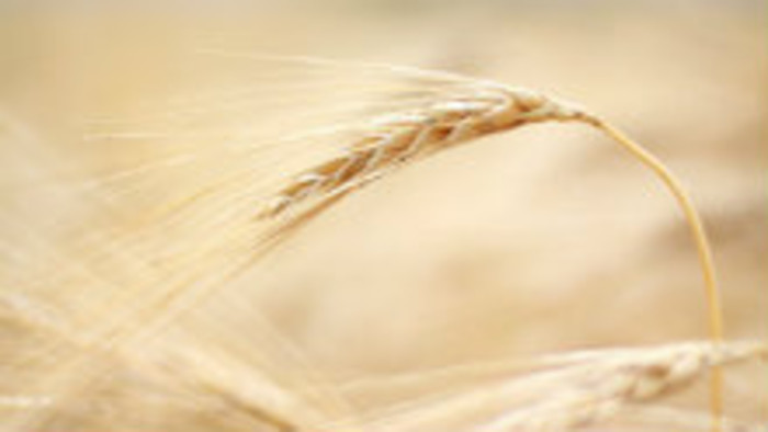 Je zdravší život bez pšenice?