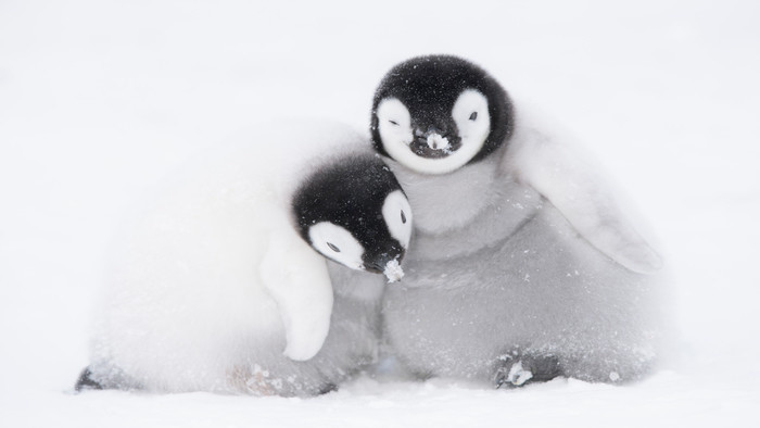 Drsná zima preverí súdržnosť tučniakov. Buďte pri tom s Dvojkou