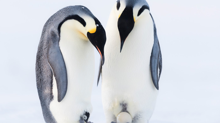 Dynastie tučniaky 