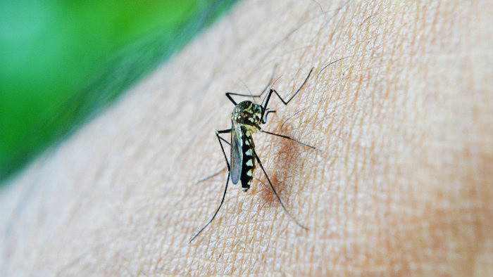 Komáre sú premnožené. Máme sa ich báť?