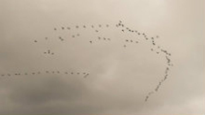Jesenná migrácia vtákov pokračuje