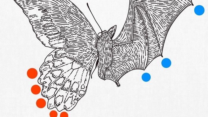 Album týždňa: Toello – Bats & Butterflies