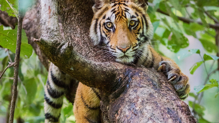 tiger ležiaci na strome