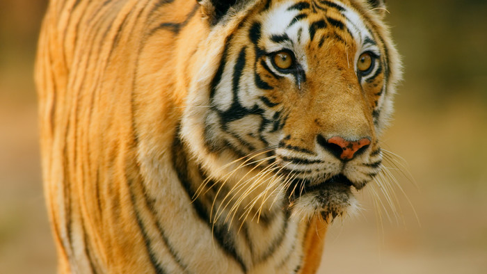 Dvojka upriami pozornosť na mocné tigre