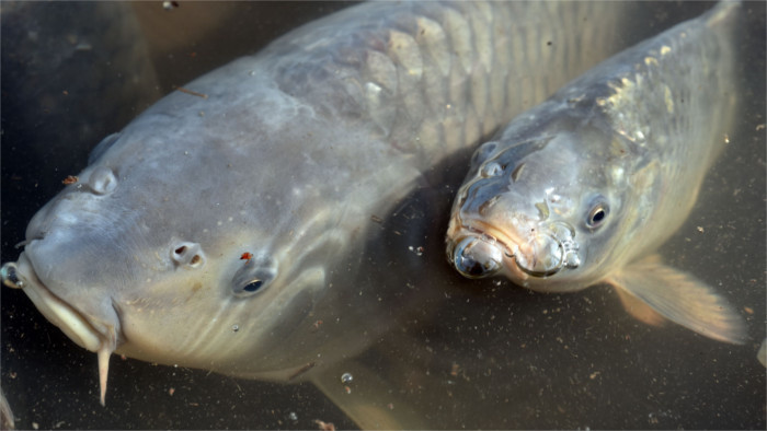 The sale of live carp in Slovakia