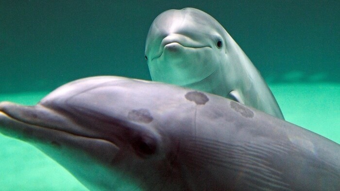 Utópia či hudba budúcnosti: Nahradia delfíny v parkoch stroje?