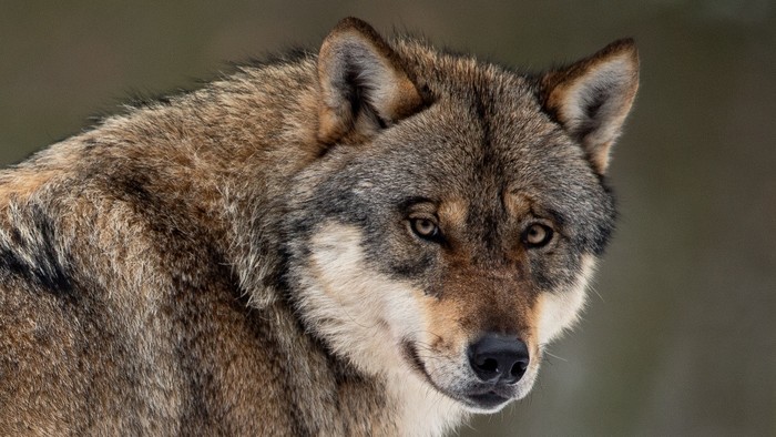 Vlk dravý na Slovensku - celoročne chránený