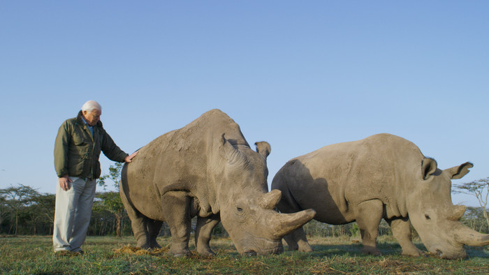 Vzácnym nosorožcom svitá nádej na záchranu. Sledujte, ako žijú