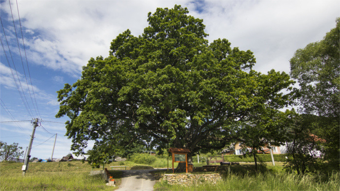 «Деревом года» в Словакии стал  700 -летний дрнавский дуб из региона Рожнява