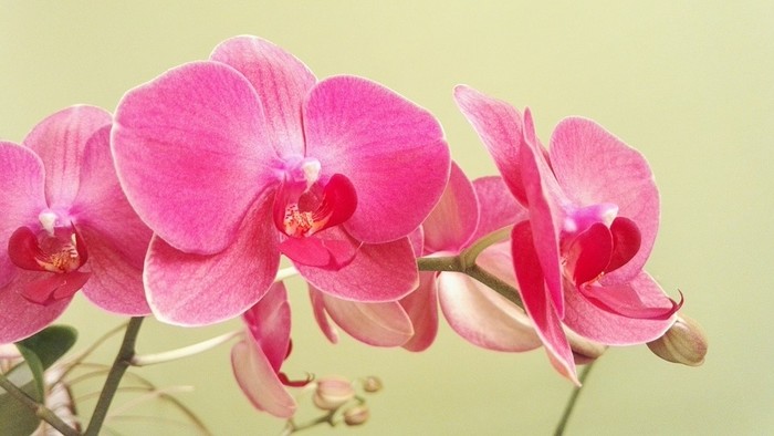 Lišajovce - Orchidey 1