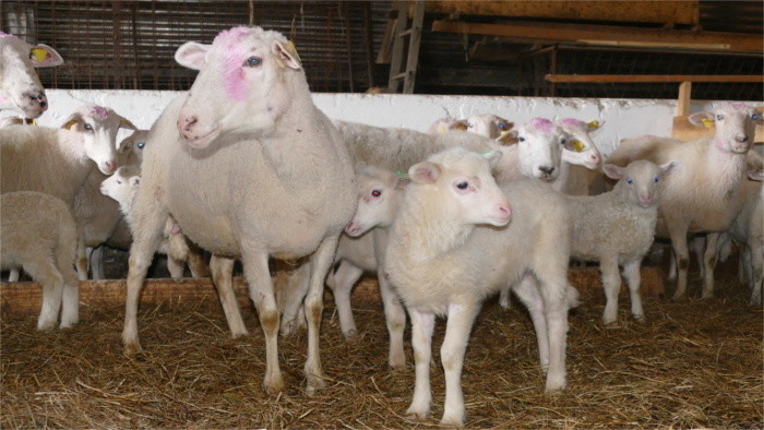Medzi chovateľmi - Chov oviec vo Visolajoch