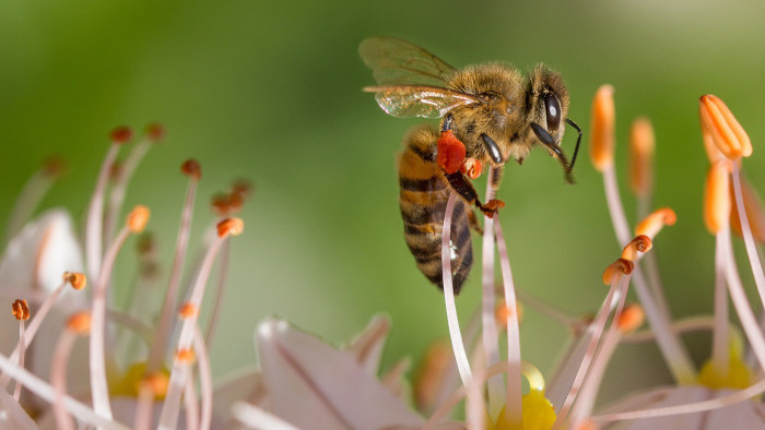 20. máj - Svetový deň včiel