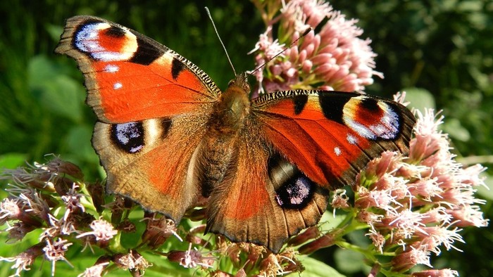 Zo zeme (s Barbarou) / Lákame do záhrady motýle