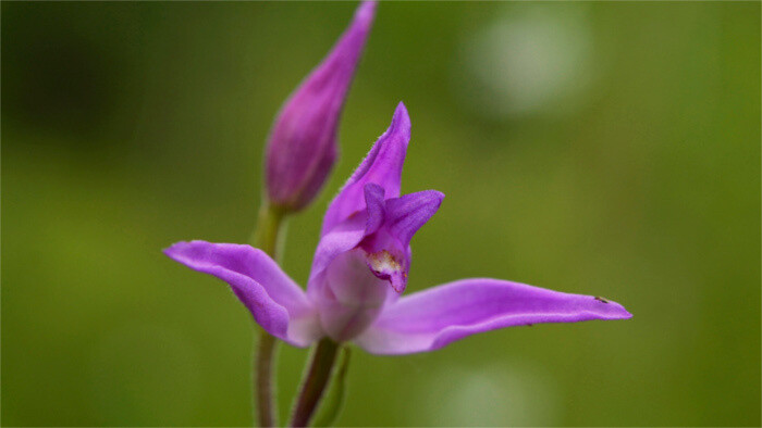 В лесах Словакии зацвела орхидея
