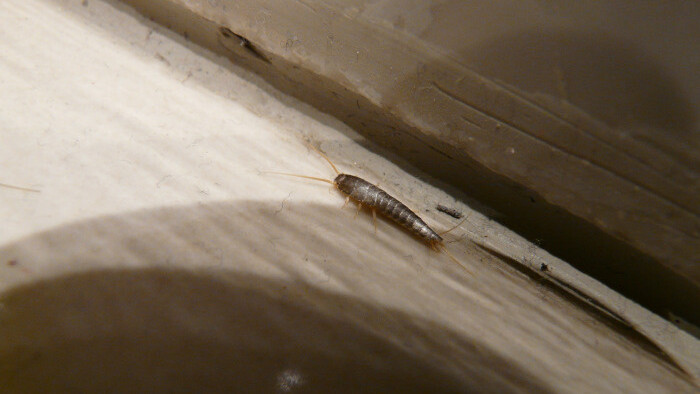 Hmyz v kúpeľni