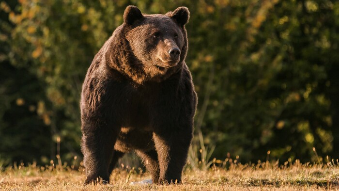 Ako v lese zabrániť stretu s medveďom?