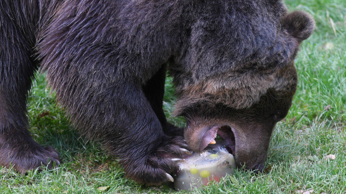 В банско-быстрицких лесах живет около 130 медведей