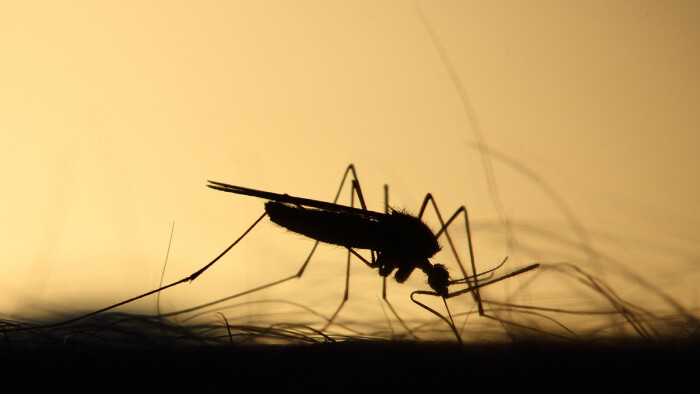 Prečo sú niektorí ľudia pre komáre atraktívnejší ako ostatní