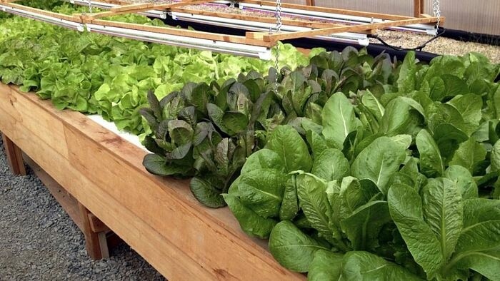 Schüler bauen Gemüse in Agrarkreisen an