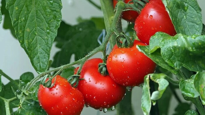 Zo zeme (s Barbarou) / Starostlivosť o paradajky