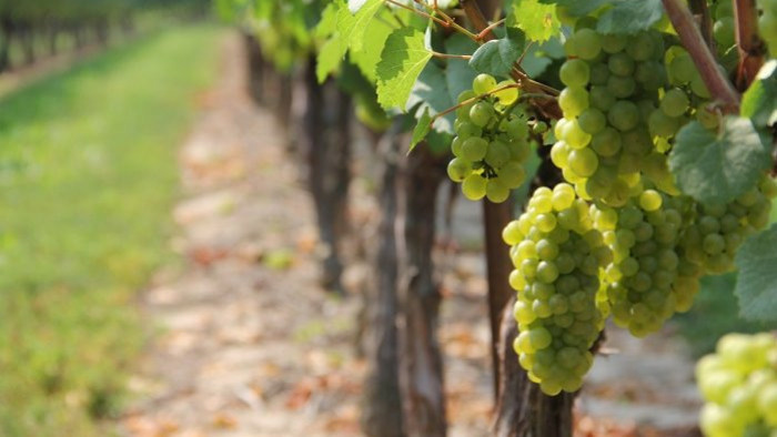 Príbehy malokarpatských vinárov 
