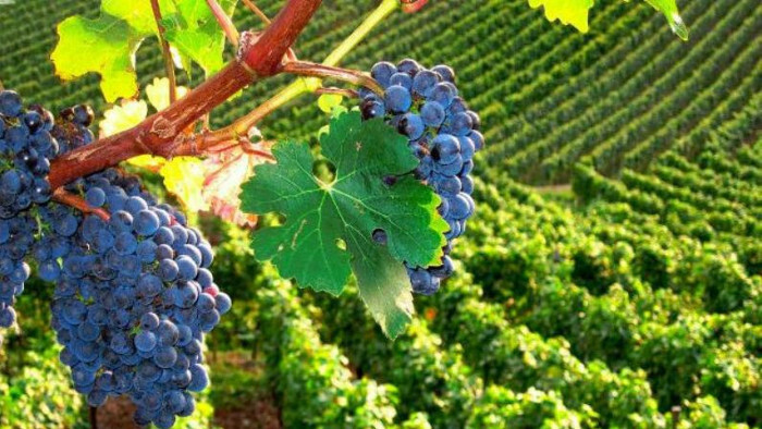 Úspešné vinárstva Národného salóna vín 2023  