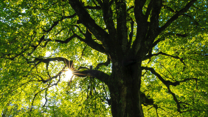 Stromy sú bojovníci s klimatickými zmenami. Prinášajú nám budúcnosť