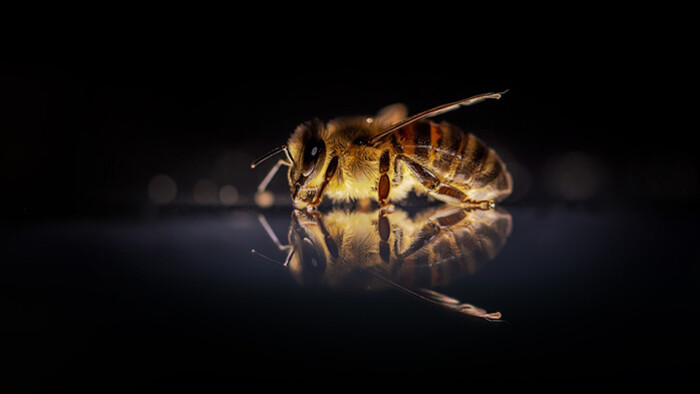 Klieštik ako hrozba pre včely