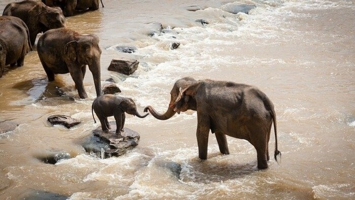 Prekvapivý počet slonov v Afrike