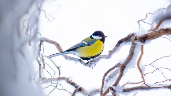 Kedy a čím prikrmovať vtáctvo v zime?