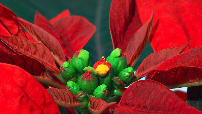 Rastliny s vianočnou symbolikou 
