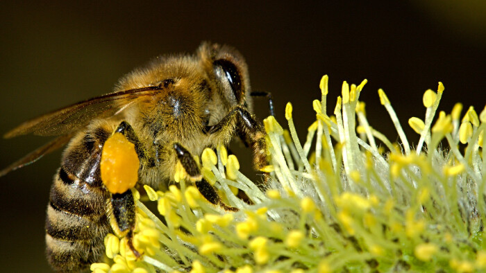 Nezvyčajne teplý začiatok roka vytiahol z úľov včely