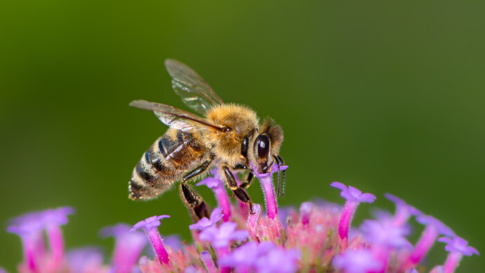Včelárstvo ako rodinná tradícia