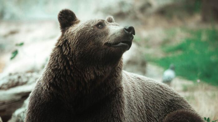 Pri obci Domaniža napadol medveď lesného projektanta