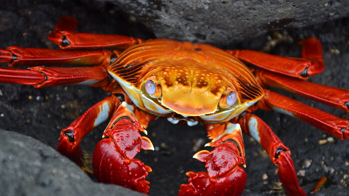 Sally Lightfoot Crab.JPG
