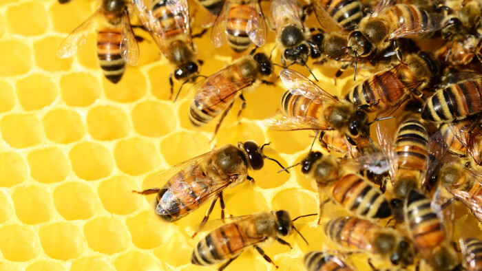 Včelárstvo ako rodinná tradícia Javorkovcov