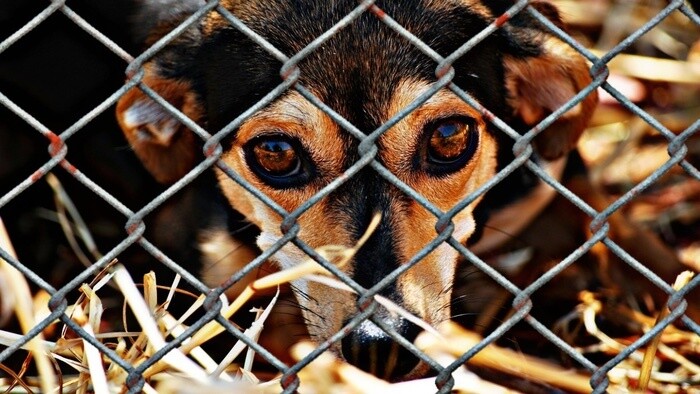 Pandémia adopcii zvierat z útulkov prospela